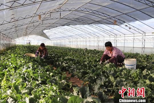 为了增加收入,吕治涛在发展中药材产业的基础上,承包了12座大棚种植甜瓜。 盘小美 摄 为了增加收入,吕治涛在发展中药材产业的基础上,承包了12座大棚种植甜瓜。 盘小美 摄