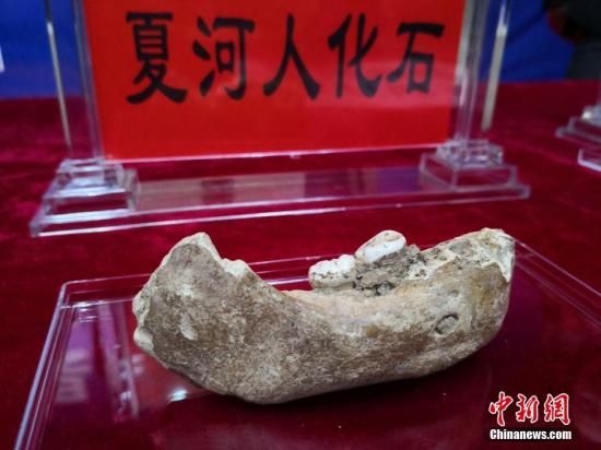 中国科学院院士陈发虎带领的兰州大学环境考古团队近日在一次会议上最新公布,夏河丹尼索瓦人发现地——甘肃省甘南州夏河县白石崖溶洞保存有丰富的旧石器文化遗存,包括大量石器和动物骨骼化石。 中国科学院院士陈发虎带领的兰州大学环境考古团队近日在一次会议上最新公布,夏河丹尼索瓦人发现地——甘肃省甘南州夏河县白石崖溶洞保存有丰富的旧石器文化遗存,包括大量石器和动物骨骼化石。