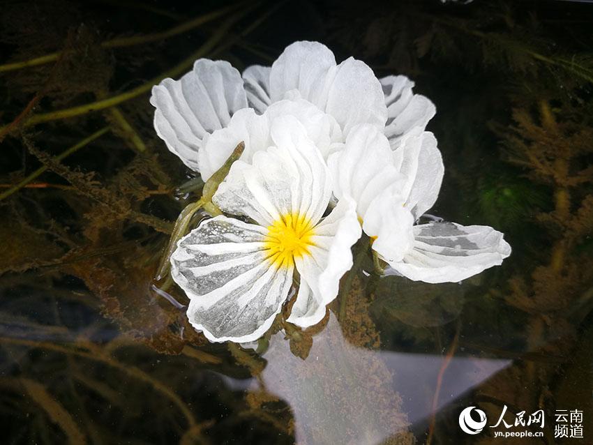 摄影:王正宁