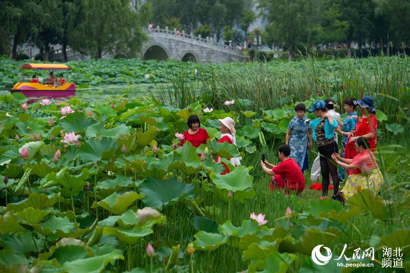 市民与荷花合影（胡九思 摄）