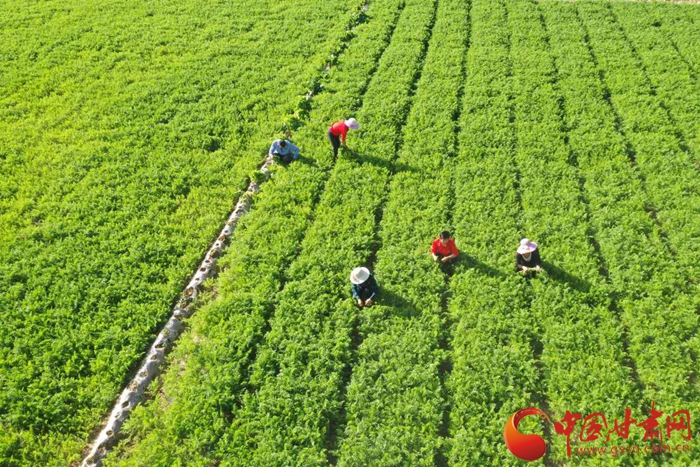 武威古浪：胡萝卜种植成为致富优质产业（图）