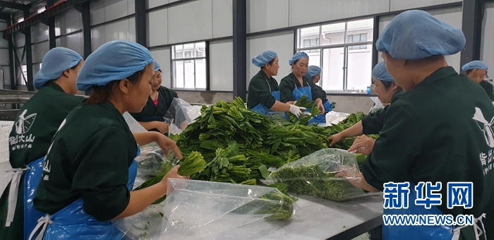 甘肃扶贫车间助力山野菜走出大山