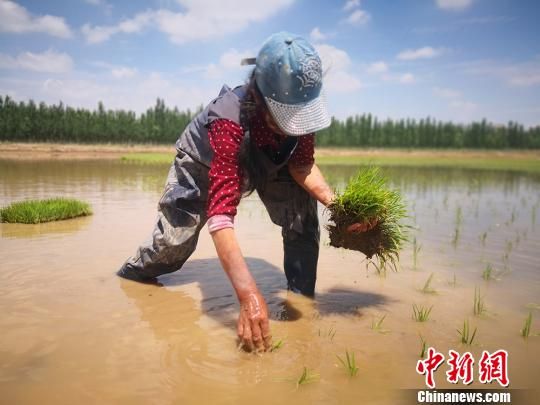 图为技术人员正在进行水稻插秧。 魏建军 摄 图为技术人员正在进行水稻插秧。 魏建军 摄