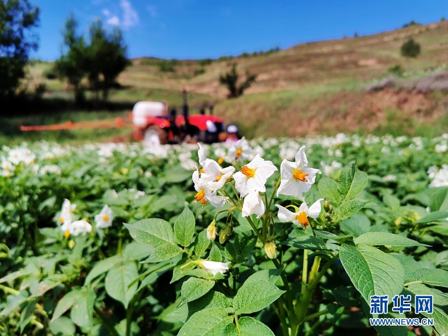 甘肃定西：洋芋花开赛牡丹