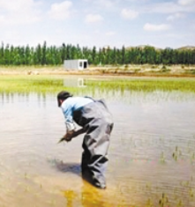 兰州新区成功试种“砂地水稻”