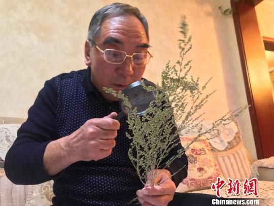 图为安国庆在家观察植物标本。(资料图) 钟欣 摄 图为安国庆在家观察植物标本。(资料图) 钟欣 摄