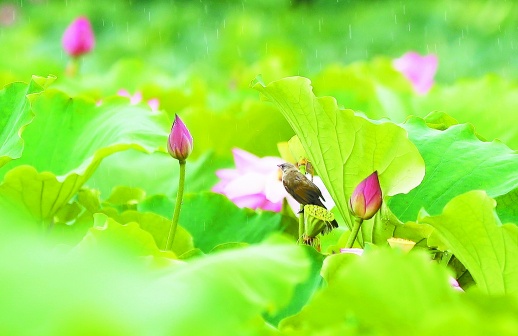 雨中即景