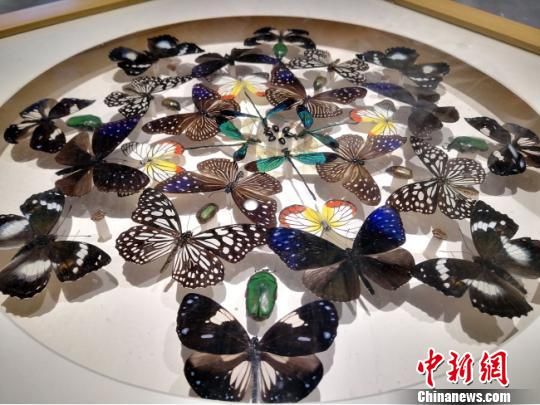 图为不同种类的蝴蝶标本。 高展 摄 图为不同种类的蝴蝶标本。 高展 摄