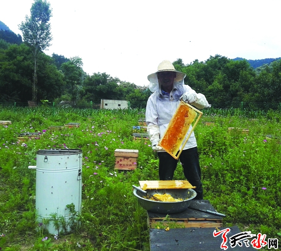 【脱贫攻坚·产业扶贫】养蜂合作社：酿出“脱贫致富蜜”