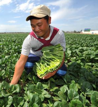 香港消费者青睐甘肃菜 6个月供应约800吨同比增长约160%