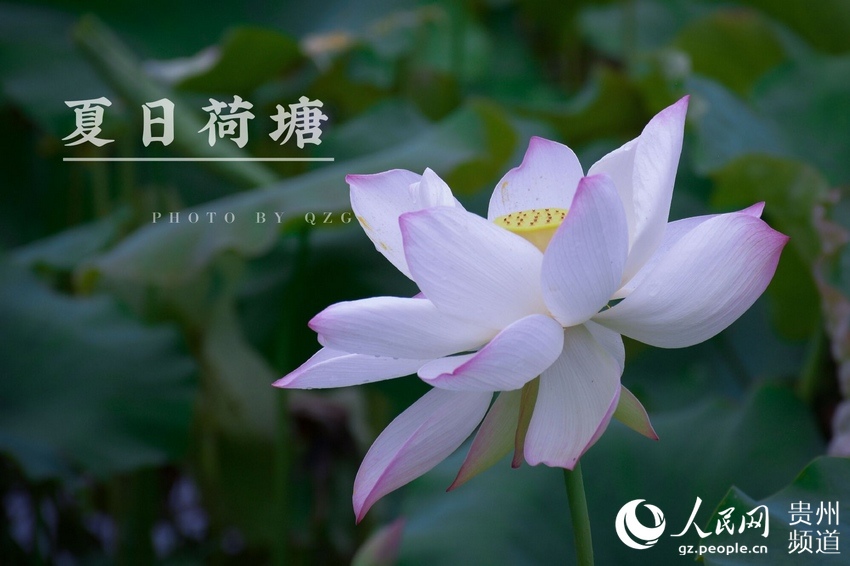 雨季氤氲 花溪十里河滩荷花醉游人