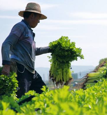 【农业】上半年甘肃省供港蔬菜呈量价齐增良好态势