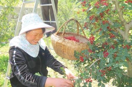 小小花椒树 致富大产业