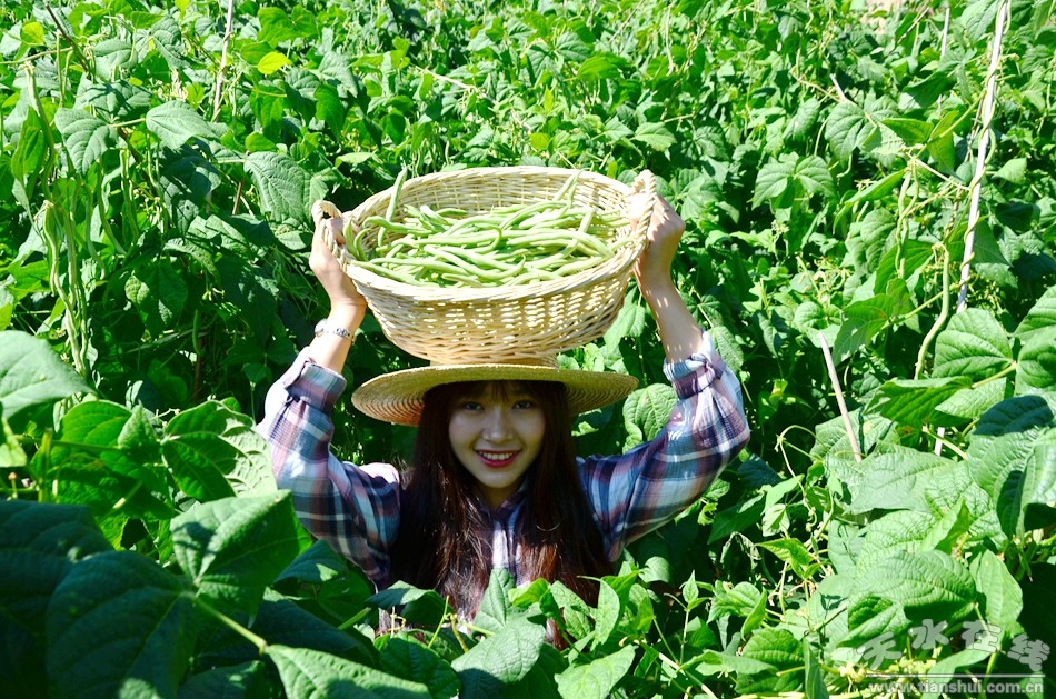 天水在线摄影报道：武山豆角是这样走俏市场的