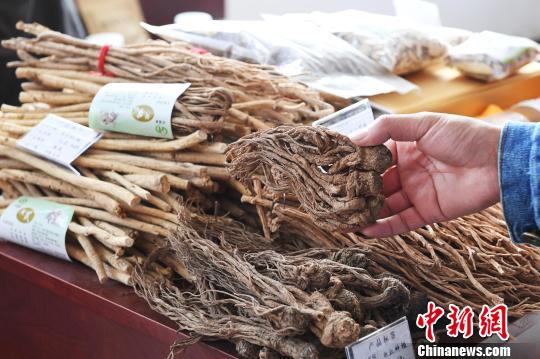 图为2018年10月，甘肃张掖市民乐县中药材博览会上的中药材。(资料图) 杨艳敏 摄