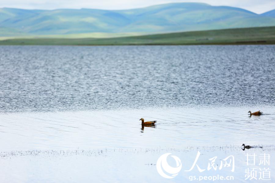 甘肃甘南州：湿地保护筑牢生态安全天然屏障