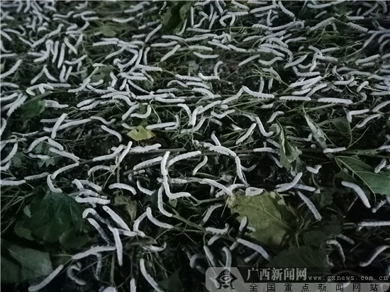 ¾¸Î÷ÄÏÆÂ£ºÀϵ³Ô±²»Íü³õÐÄ ÒåÎñ¿ª°ì¡°Å©¼Ò¿ÎÌá±