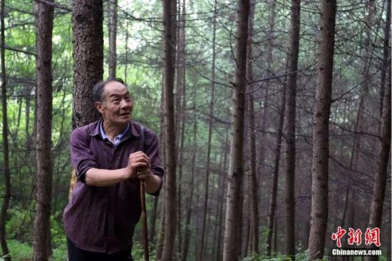 田永平站在自己所造林地中回忆过去的32年。冉创昌 摄 田永平站在自己所造林地中回忆过去的32年。冉创昌 摄