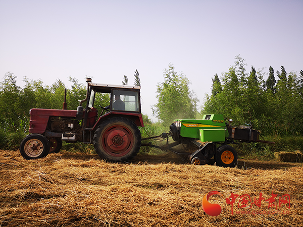 敦煌郭家堡镇:紫花苜蓿喜获丰收