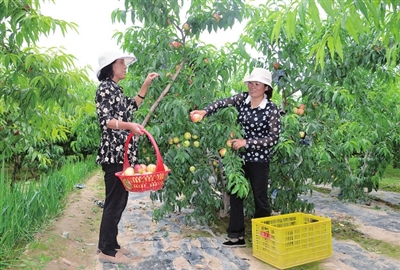 临夏州水漫滩：油桃丰收农家乐 