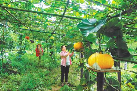 陇南徽县大河店镇三泉村菜农在管护南瓜