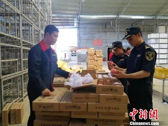 图为兰州海关隶属天水海关工作人员现场监管出口的秦安蜜桃。(资料图) 任国权 摄 图为兰州海关隶属天水海关工作人员现场监管出口的秦安蜜桃。(资料图) 任国权 摄