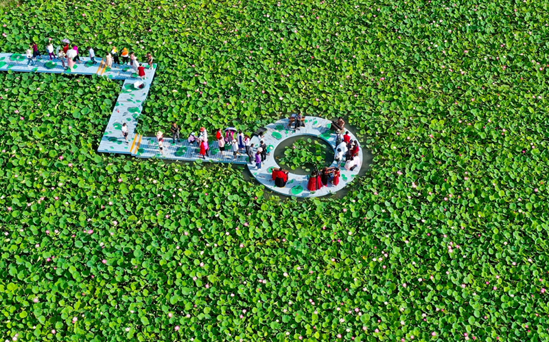 张掖国家湿地公园：荷塘“悦”色引客来（组图）