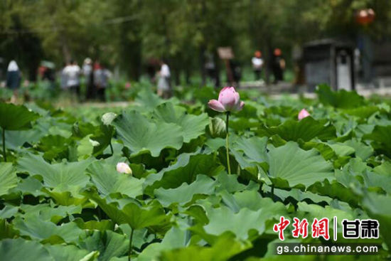 图为游客观赏青城古镇千亩荷塘。