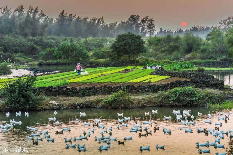 羊山湿地（图片来源：海口市林业局）