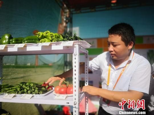 图为甘肃省敦煌种业集团工作人员摆放最新培育的蔬菜品种。 魏建军 摄 图为甘肃省敦煌种业集团工作人员摆放最新培育的蔬菜品种。 魏建军 摄