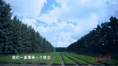 【奋进的中国精神】塞罕坝:荒原到林海的人间奇迹 【奋进的中国精神】塞罕坝:荒原到林海的人间奇迹