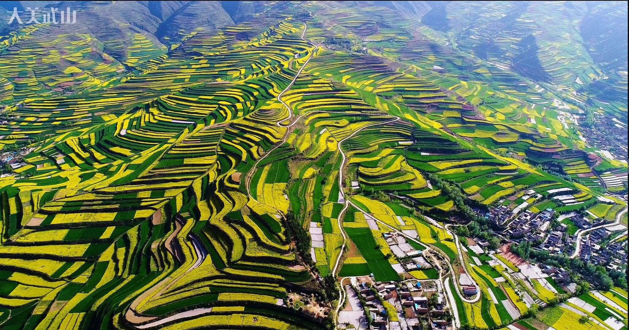 武山 龙台油菜花.jpg