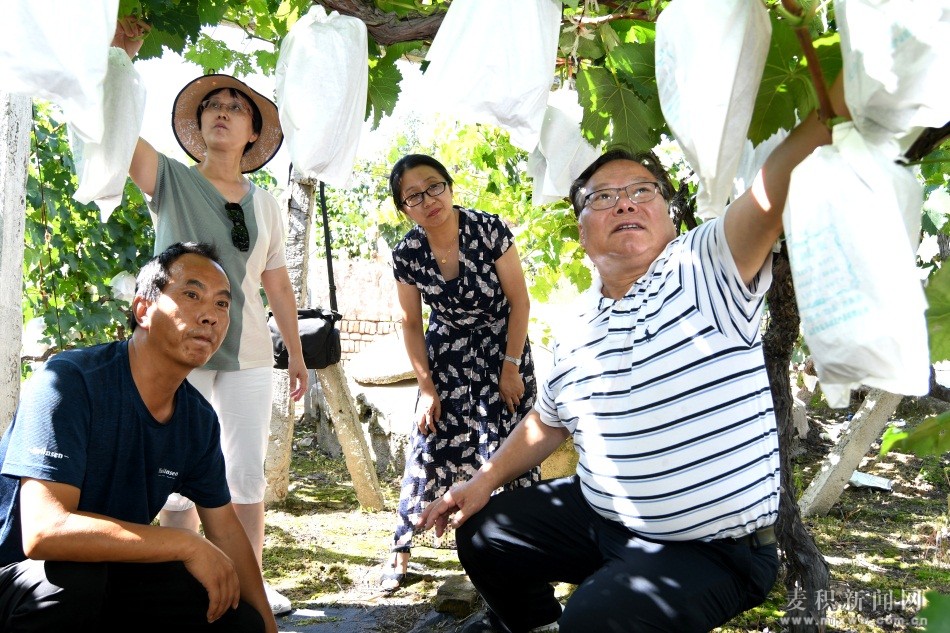 麦积区邀请专家“把脉”葡萄产业发展