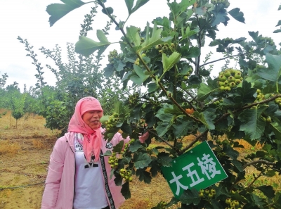 兰州永登县龙泉寺镇费家湾村 小山楂树托起产业发展大希望