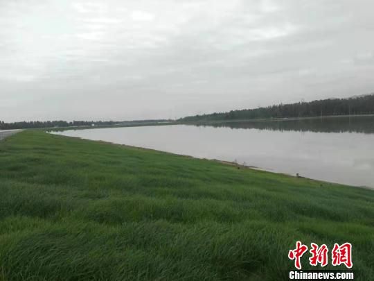 图为月牙泉恢复补水工程周边绿草如茵。 李世珠 摄 图为月牙泉恢复补水工程周边绿草如茵。 李世珠 摄