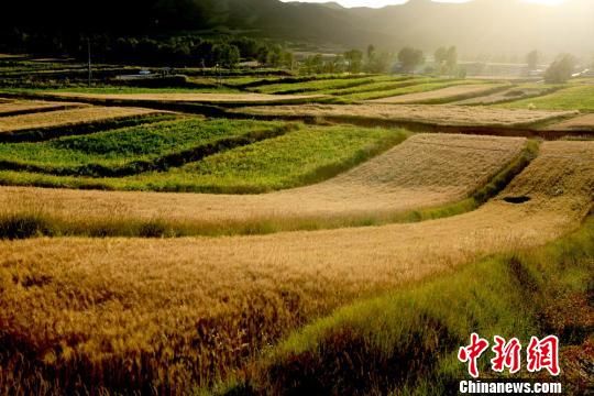 图为夕阳里金黄的小麦等待收割。 图为夕阳里金黄的小麦等待收割。