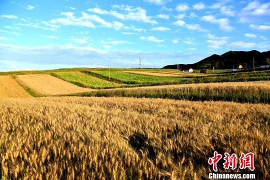 图为天高云淡,小麦金黄。 图为天高云淡,小麦金黄。