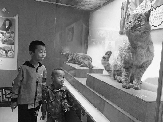 《动“舞”陇原——甘肃省博物馆馆藏动物标本展》亮相陇西