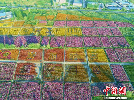 航拍甘肃张掖城郊花海斑斓如天然“调色盘”