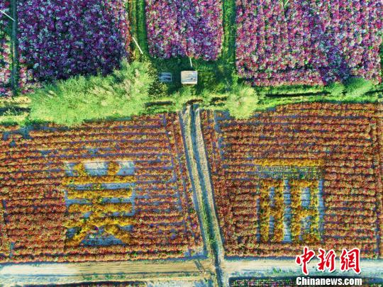 “美丽”花海。 成林 摄 “美丽”花海。 成林 摄