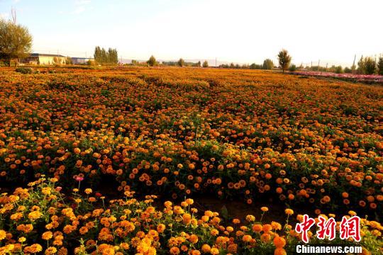 张掖市迎来盛花期。 成林 摄 张掖市迎来盛花期。 成林 摄