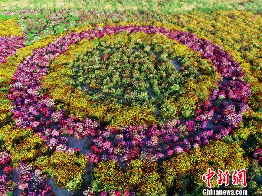 姹紫嫣红的花海。 成林 摄 姹紫嫣红的花海。 成林 摄