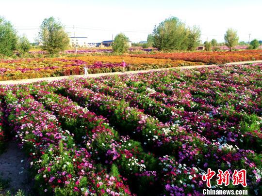 游人在花海里赏花、拍照。 成林 摄 游人在花海里赏花、拍照。 成林 摄