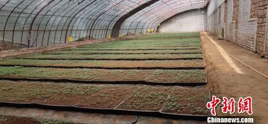 “中国薯都”甘肃定西马铃薯年种植面积稳定在300万亩左右,产量超过500万吨。(资料图) 钟欣 摄 “中国薯都”甘肃定西马铃薯年种植面积稳定在300万亩左右,产量超过500万吨。(资料图) 钟欣 摄