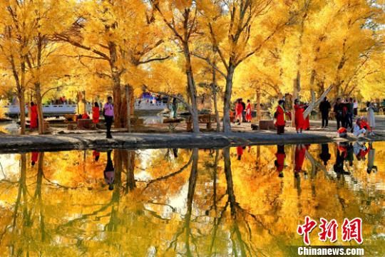 2018年10月下旬,酒泉市金塔沙漠胡杨林景区叶片金黄,在湛蓝的天空下,恍若仙境。(资料图) 杨志彬 摄 2018年10月下旬,酒泉市金塔沙漠胡杨林景区叶片金黄,在湛蓝的天空下,恍若仙境。(资料图) 杨志彬 摄
