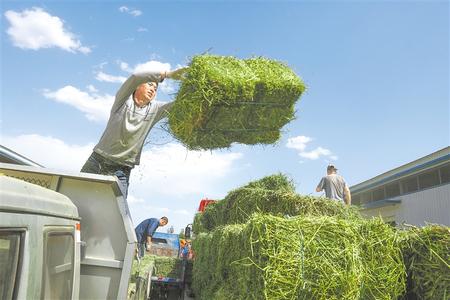 突出特色 提质增效——庆阳市草畜产业发展侧记