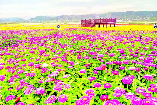 金秋时节 景泰县黄河石林大景区石林花海迎来盛花期（图）