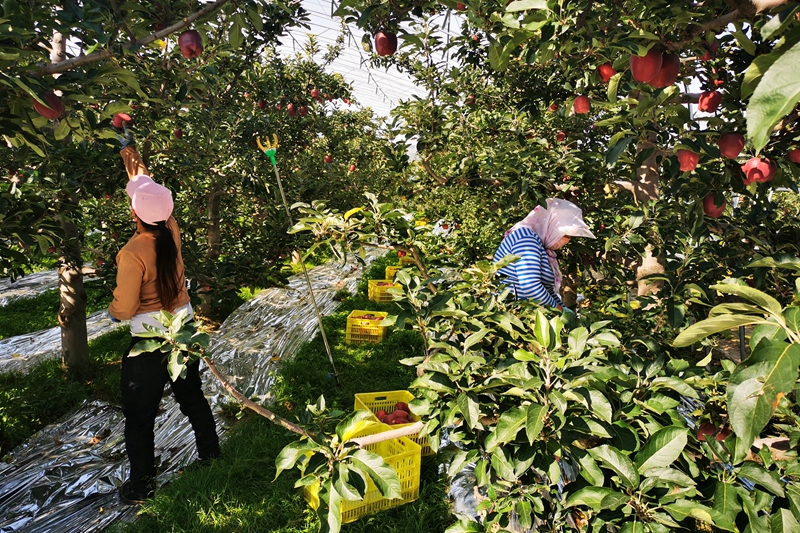 迎国庆 庆丰收 天水麦积区花牛苹果品牌对接会举行（图）