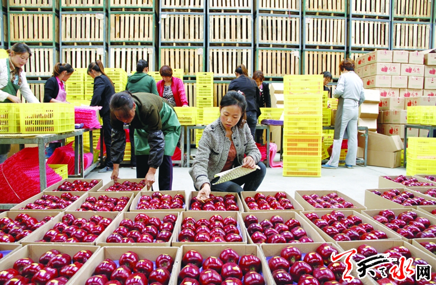 【壮丽70年】甘肃东南 那一抹醉人的“花牛”红