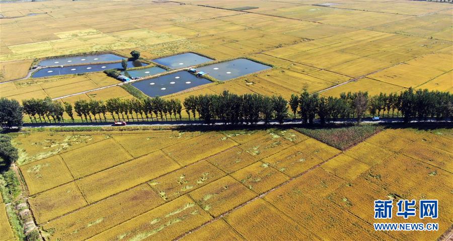 (在习近平新时代中国特色社会主义思想指引下——新时代新作为新篇章·总书记关心的百姓身边事·图文互动)(4)为了百姓餐桌上热腾腾的一碗好饭——粮食品种升级满足舌尖上的新期待